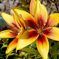 lily yellow 1